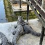 IMG_20260601_061535